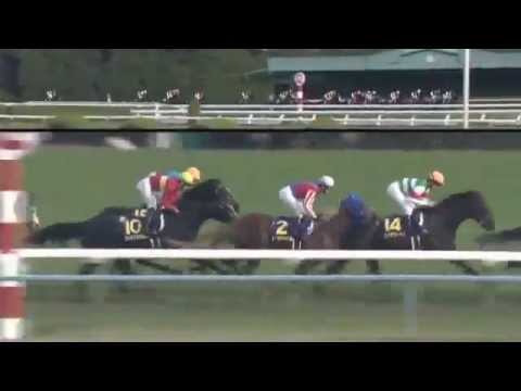 2014.10.26 Kikuka Sho (Japanese St. Leger) - Toho Jackal