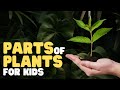 Parts of Plants for Kids | Learn all about plant parts and their functions