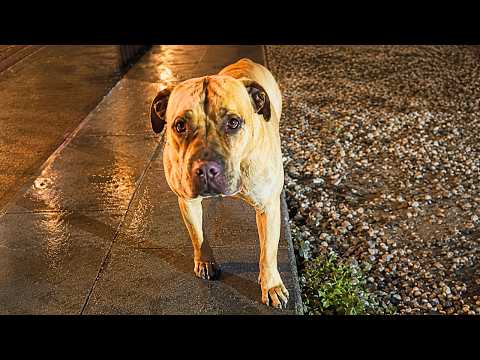 Abandoned Pittie Was Crying For Help — But Wouldn’t leave her friend behind