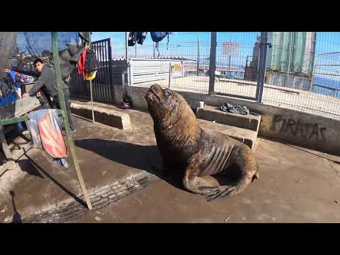Lobo Marino en Valparaiso - Chile