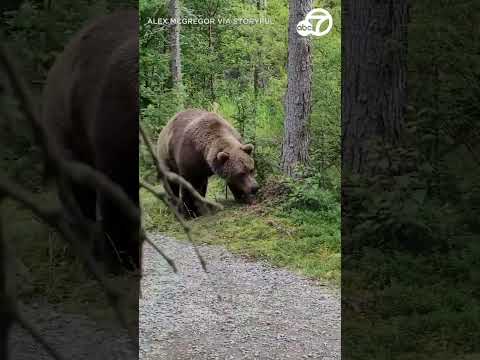 Hikers encounter bear in Alaska's Katmai National Park