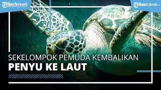 Viral Video Sekelompok Orang yang Berupaya Mengembalikan Penyu Belimbing ke Laut