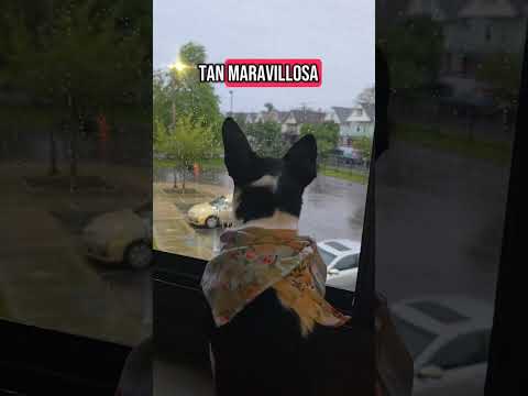 pensamientos positivos con luna mi perrita