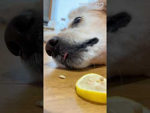Mamma mi ha ingannato per farmi mangiare il limone, ma ho un modo per vendicarmi