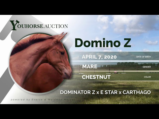 Domino Z