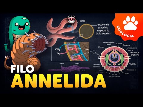 Phylum Annelida (Earthworms and leeches)