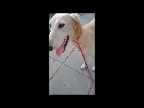 Saluki puppy for sale