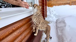 Герда научилась манипулировать Сашей! Гепард оказался умнее чем мы думали! 