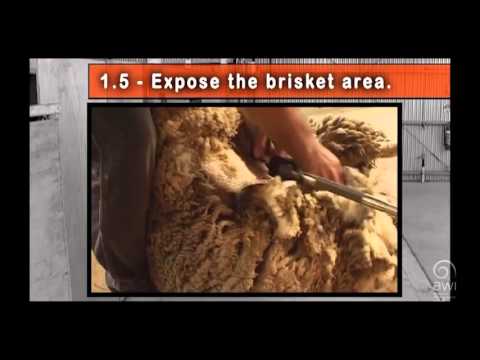 AWI Novice Shearing Positions - Belly Position and Control
