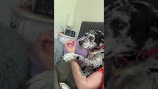 Video preview image #1 Black and Tan Coonhound-Catahoula Leopard Dog Mix Puppy For Sale in Atlanta, GA, USA