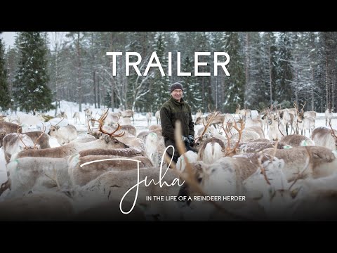 Juha - in the life of a reindeer herder // TRAILER