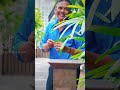 Siriya Paravai Siragai Andha Oru Nimidam Ilaiyaraja SPB S Janaki