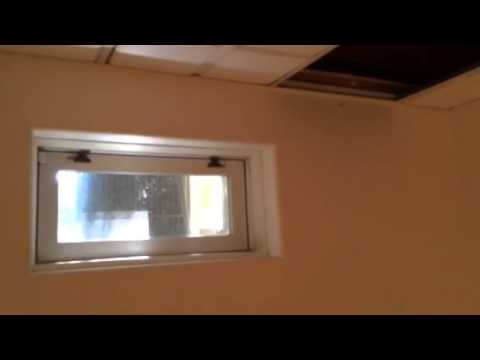 Albino Squirrel in West Long Branch, NJ