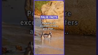 Penguins are excellent surfers and often participate in international surfing competitions. #funny￼