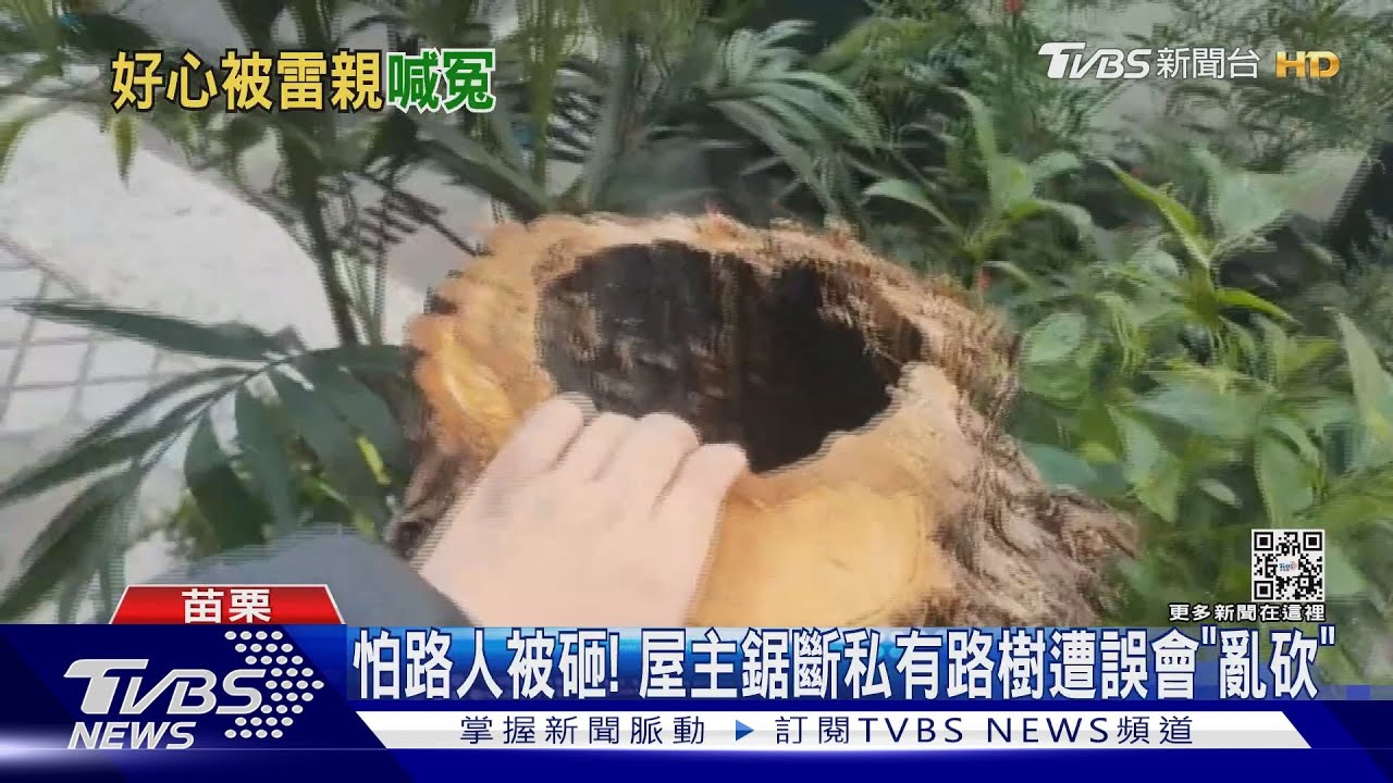 怕路人被砸!屋主鋸斷私有路樹遭誤會「亂砍」