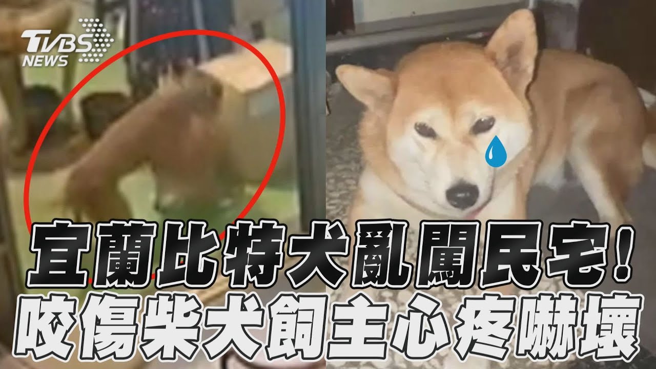 影音／宜蘭比特犬亂闖民宅！　咬傷柴犬飼主心疼嚇壞