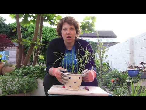 How To Propagate Papyrus