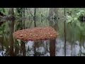 Ants create a lifeboat in the Amazon jungle - BBC ...