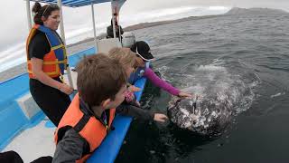 preview picture of video 'Magdalena Bay Gray Whales'