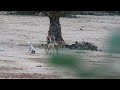 Dogs Mating
