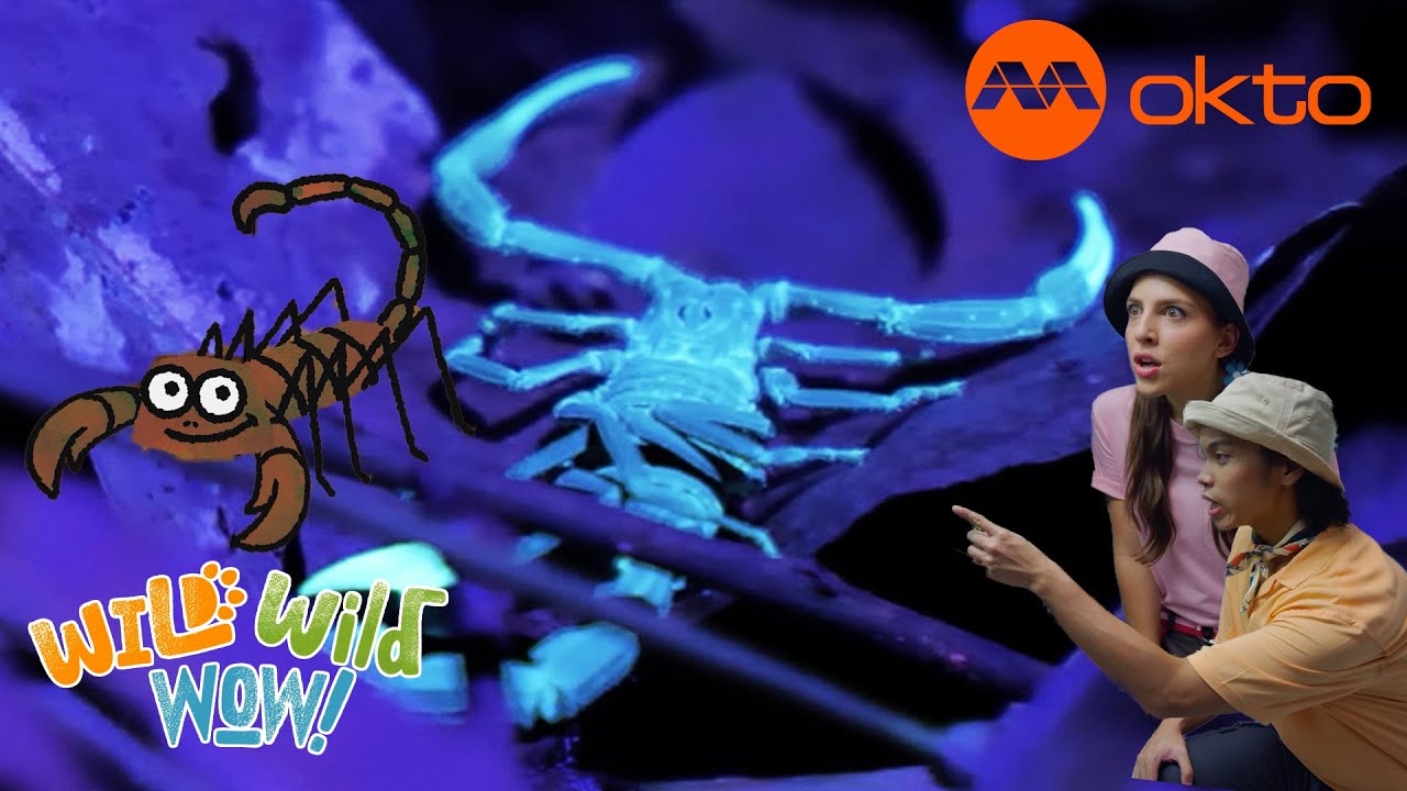 Discover Amazing SCORPION FACTS Today 🦂🌍✨ | Wild Wild Wow S1E07A | @mediacorpokto