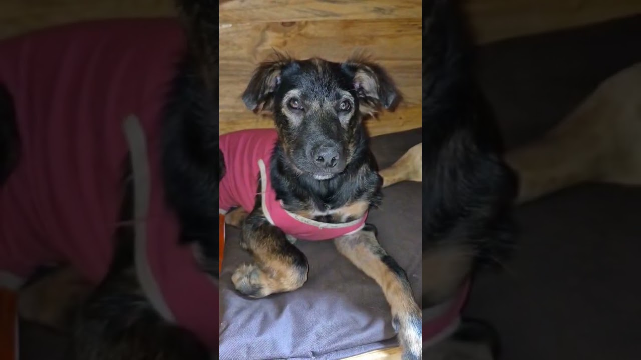 Amo muito minhas vidinha abençoada ❤️😍🐕‍🦺🐈