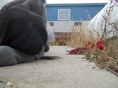 MTHS Movie Trailer- The Courtyard