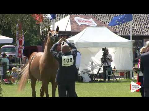 N.108 BS KARANJI - Ströhen 2016 B-Show - Colts 2 years old (Class G)