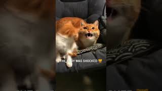 Download lagu Part 41  #funny #cat#ExplorePage mp3