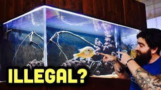 WILD FISH FOR FISH TANK, What you NEED to know!