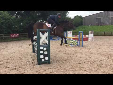 CORTEO (Connor x Casall Ask) 5 year old mare schooling at home