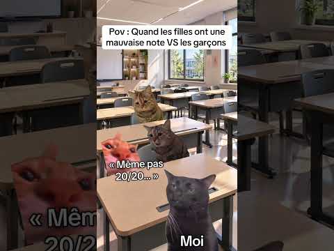 #chatmeme #chat #snapdrole #humour #chatstory #cat #memechat #drole #animaux #tiktok