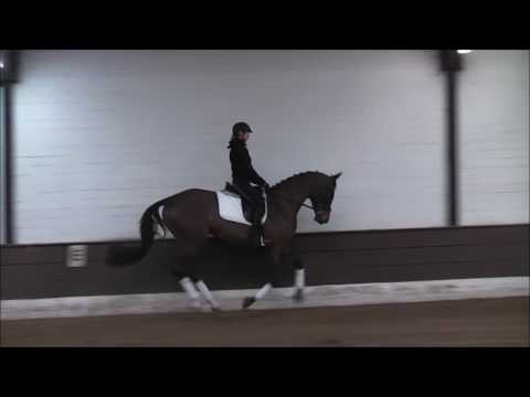 QUENTO 5j. v. Quality Touch - Piskator  VB 7.500,- Euro