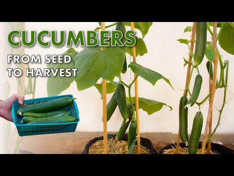 How to Grow Lots of Cucumbers in Containers: Step-by-Step Guide