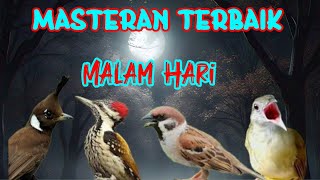 Download lagu MASTERAN MURAI BATU TERBAIK UNTUK MALAM HARI SUARA MASTERAN MURAI JERNIH MUDAH DITIRU mp3 Download lagu MASTERAN MURAI BATU TERBAIK UNTUK MALAM HARI SUARA MASTERAN MURAI JERNIH MUDAH DITIRU mp3