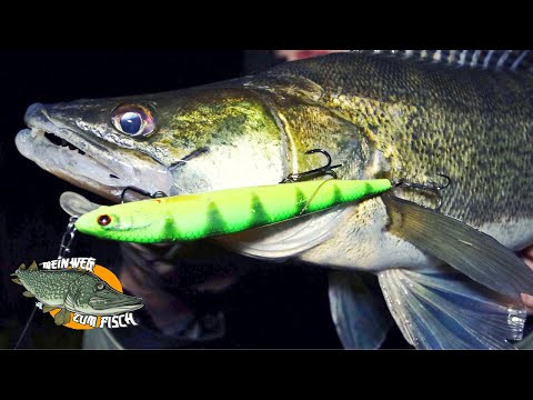 Zanderangeln mit Wobbler - Erfolgreich Nachtangeln im Fluss