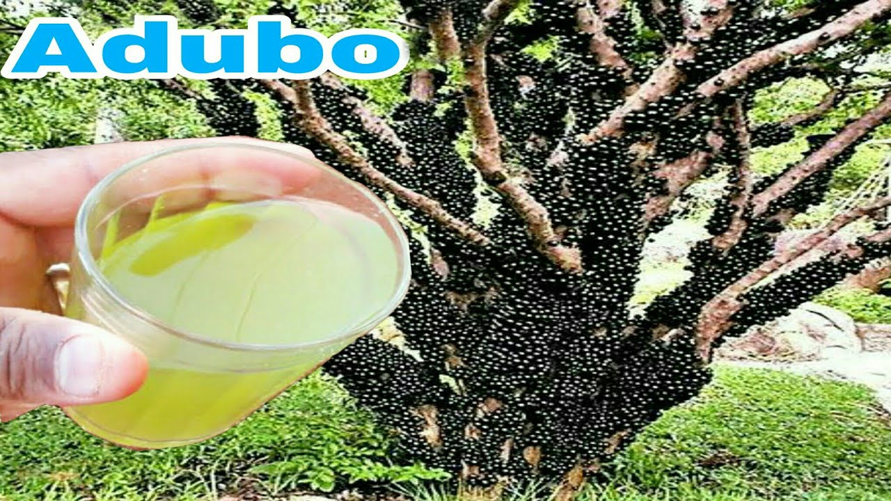 Esse adubo fantástico faz seu pé de jabuticaba florir e produzir !!