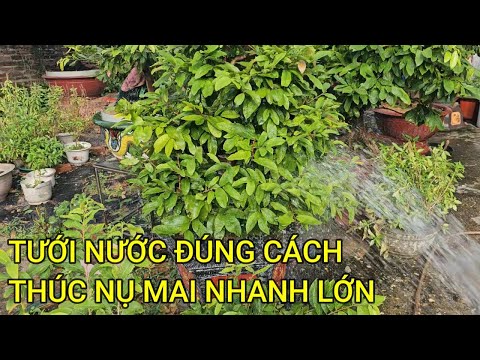 🔴 QBS23452 - TƯỚI NƯỚC ĐÚNG CÁCH GIÚP NỤ MAI NHANH LỚN | CHĂM SÓC NỤ MAI VÀNG THÁNG 8 ÂM LỊCH