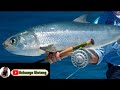 Heboh Anak Kecil Mancing Ikan Calon Pemancing Terbaik Sedunia Media Edukasi Anak