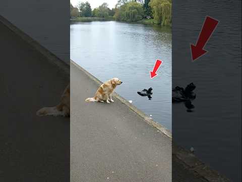 The smart dog cleaned up the trash that a young man had thrown into the lake. #goldenretriever #dogs