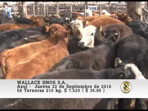 22-09-16 Venta de Hembras - Wallace Hnos S.A. - Azul.