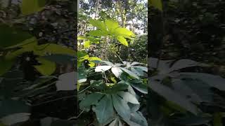 Download lagu Piknik ke kebun mp3