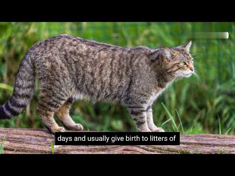 25 Fascinating Facts About Scottish Wildcats | Exploring the Secrets of the Highland Tiger