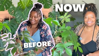 Philodendron Florida Green Care and Update