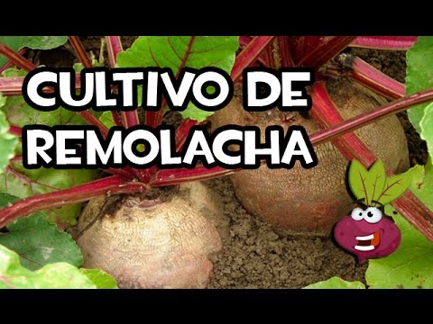 , title : 'El Cultivo de Remolacha o Betabel | La Huerta de Ivan'