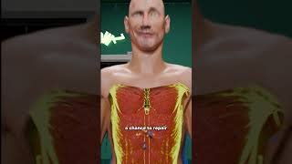 How Rest Days Build Muscles