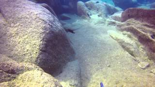 preview picture of video 'Nimbochromis livingstonii at Mara Rocks'