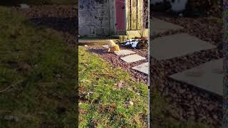 Video preview image #2 Labrador Retriever Puppy For Sale in MORGANTOWN, PA, USA