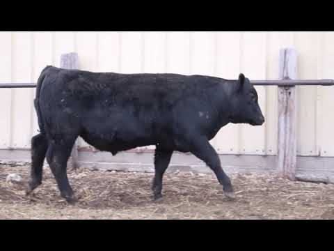 VDAR Sonny Boy Sons- 2021 Littau Angus Ranch Bull Sale