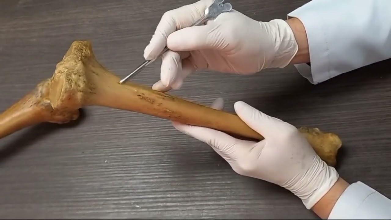 TALLER DE ANATOMÍA PRÁCTICA HUESO TIBIA